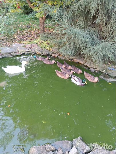 Подсадные утки