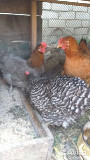 Куры несушки