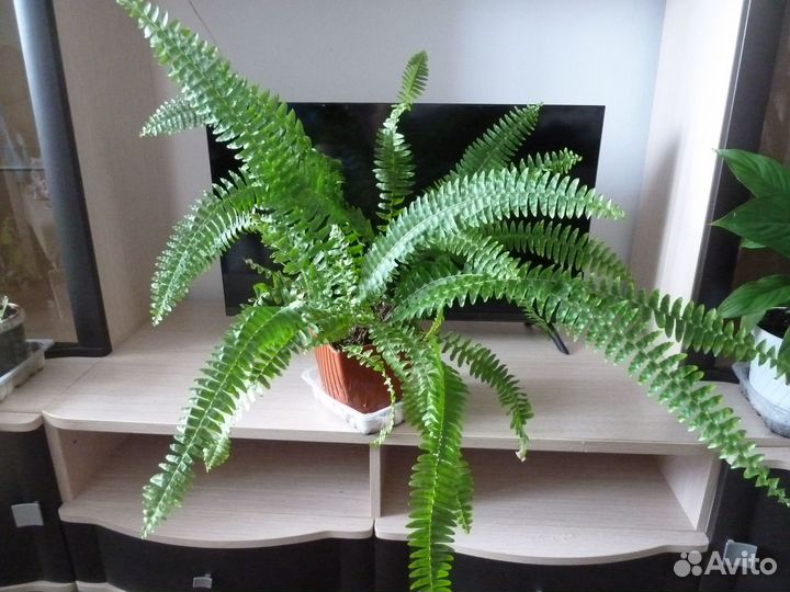 Кодиеум кротон Петра, Папоротник