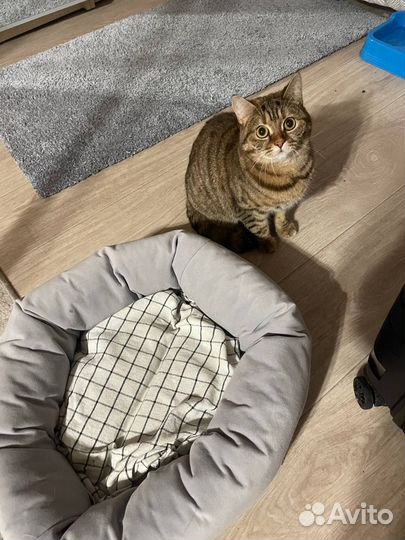 Шотландская кошечка