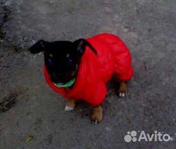 Одежда для собаки