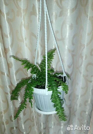 Нефролепис