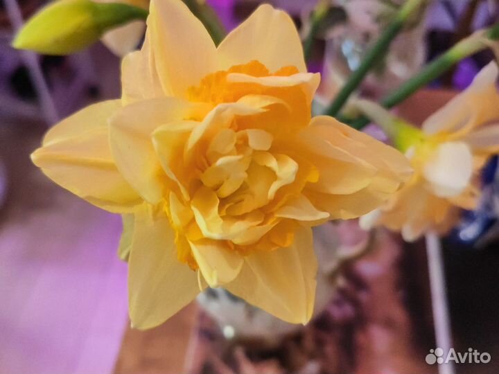 Луковицы нарциссов