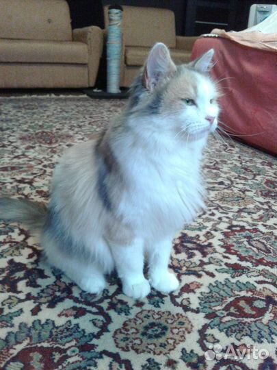 Кошка Бонечка