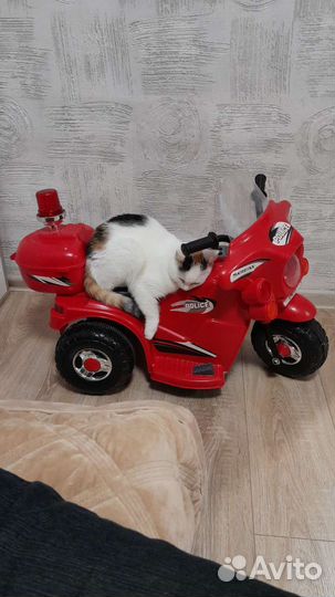 Кошечка в добрые руки