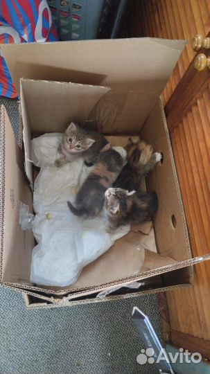 Кошки бесплатно