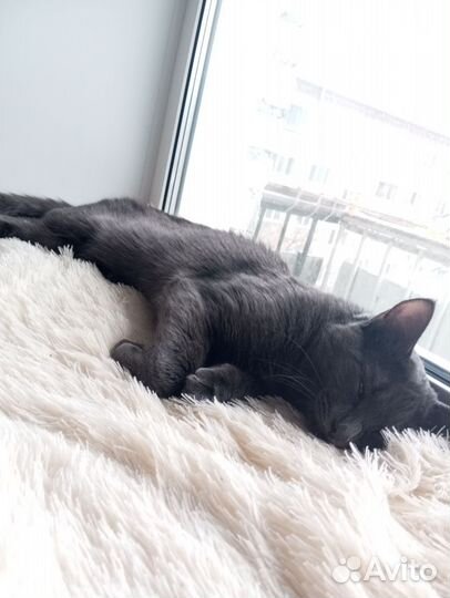 Квартирная Передержка котов и кошек