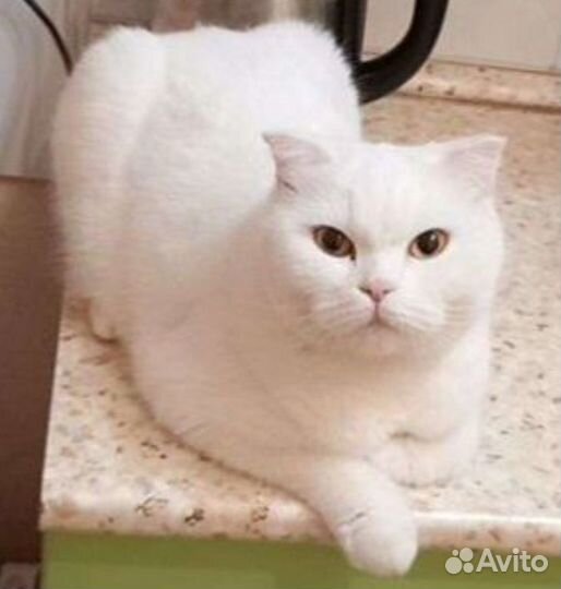 Шотландская белая кошка