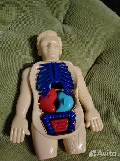 Научный набор экспе Внутренние органы