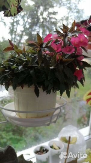 Душистая герань, хойя, банан декорат, фикус