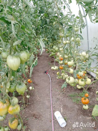 Помидоры свежие домашние. Разные сорта