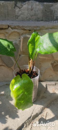 Калатея Нетворк (мозаичная)