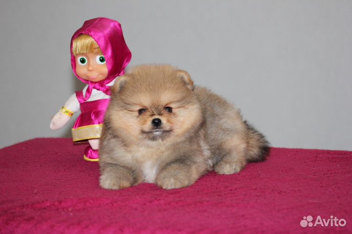 Мини шпиц мальчик медведь РКФ