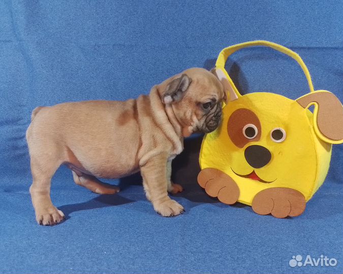 Щенки французики