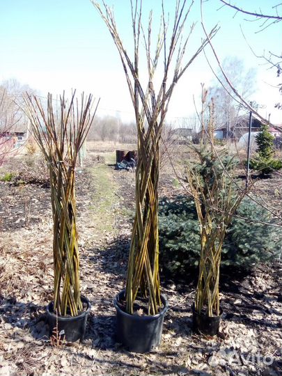 Плетеные деревья из ивы