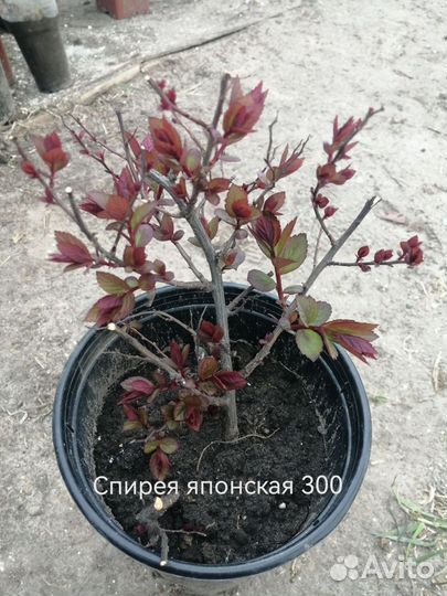 Многолетние кустарники для сада