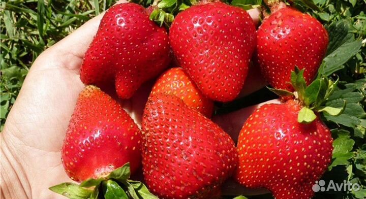 Клубника Сортовая Крыжовник Смородина Каштан