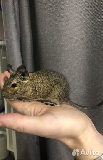 Чилийская белка Дегу