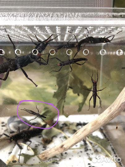 Палочники Кордильерские Перуанские