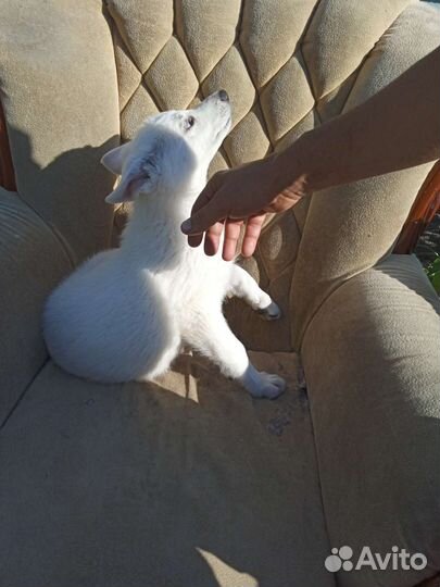 Щенки девочки