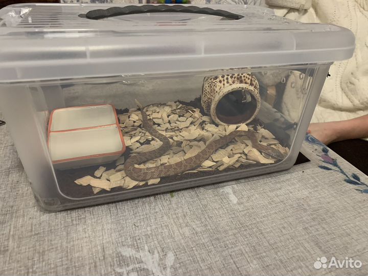 Маисовый полоз