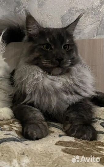 Мейн-кун вязка