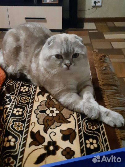 Шотландский кот вязка