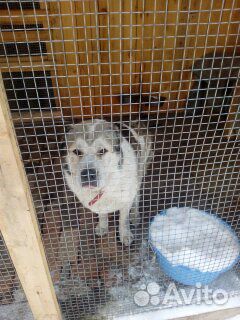 Передержка для собак