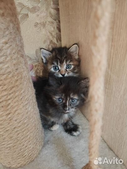 Котята отдам в добрые руки бесплатно