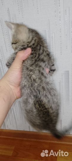 Кошки