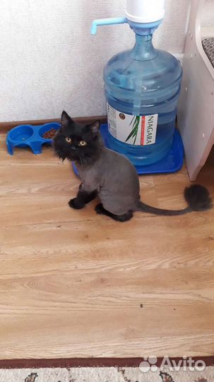 Стрижка кошек, возможно с выездом на дом