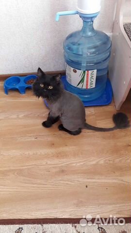 Стрижка кошек, возможно с выездом на дом