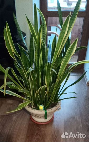 Сансевиерия
