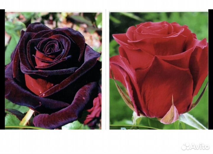 Саженцы роз оптом