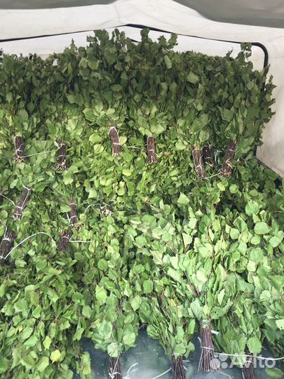 Веники для бани береза