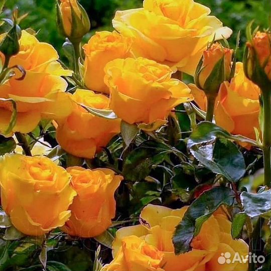 Роза молодые саженцы