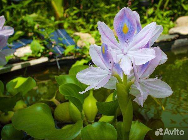 Водный гиацинт, пистия