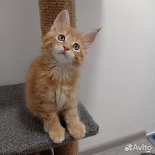 Котята мейн-кун