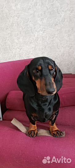 Вязка такса