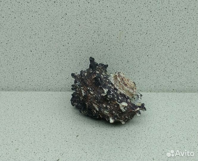 Ангария 6 морская ракушка раковина