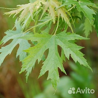 Саженцы канадского клена