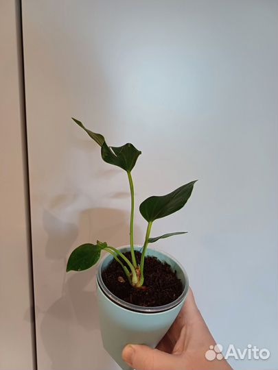 Антуриум лилли ред минисорт