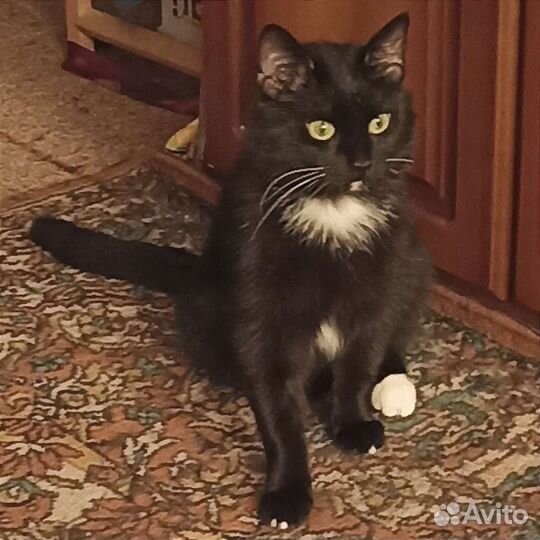 Маркиз 1 годик