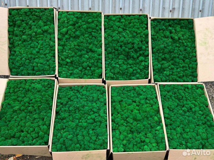 Стабилизированный мох ягель, кочка, пластовой