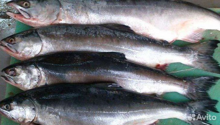 Скумбрия, Горбуша, продаю, мороженная