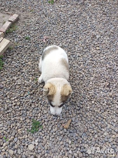 Щенок Алабая сало