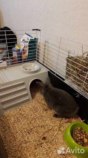 Декоративный кролик (лисий)