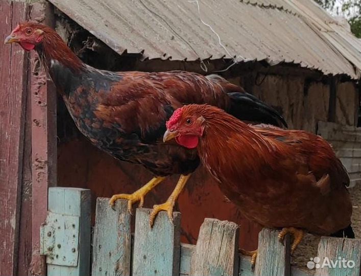 Молодые петушки