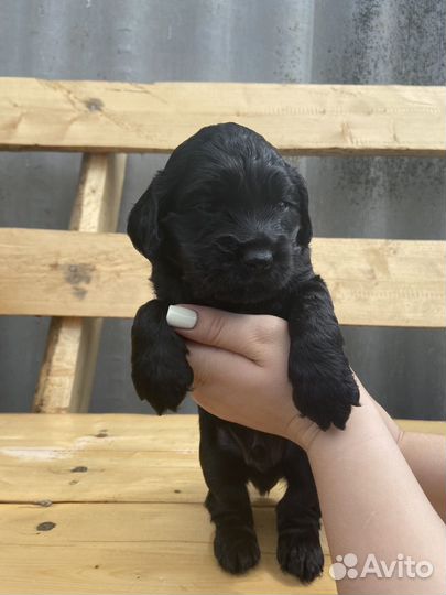 Щенки английского кокер спаниеля