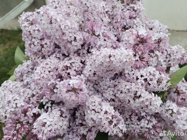 Светло фиолетовый сирень